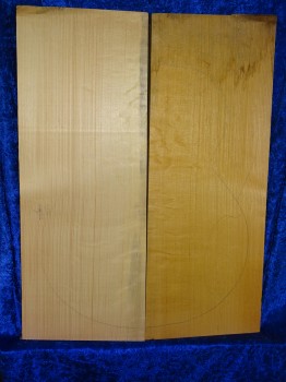 alte Fichte 3126 Hasel