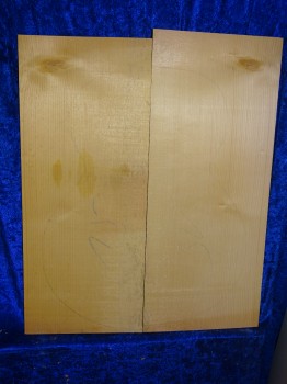 alte Fichte 3169