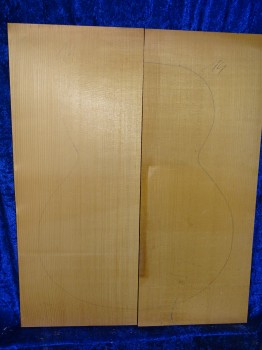 alte Fichte 3170