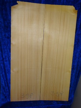 very old spruce 3222