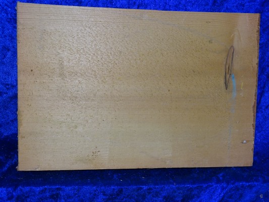 ganze Fichte 2651
