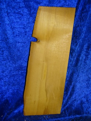 very old spruce 3186