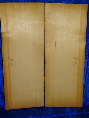 very old spruce 3220