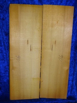 very old spruce 3221