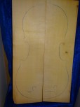 alte Fichte 3308 Hasel
