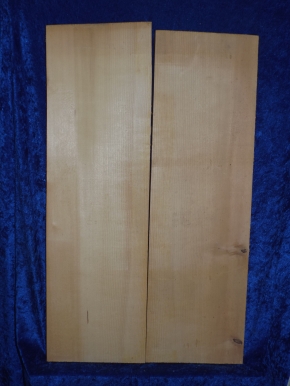 alte Fichte 4116  Hasel