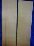 alte Fichte 3563