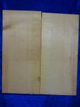 alte Fichte 3564