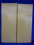 alte Fichte 3566