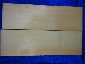 old Spruce 3766